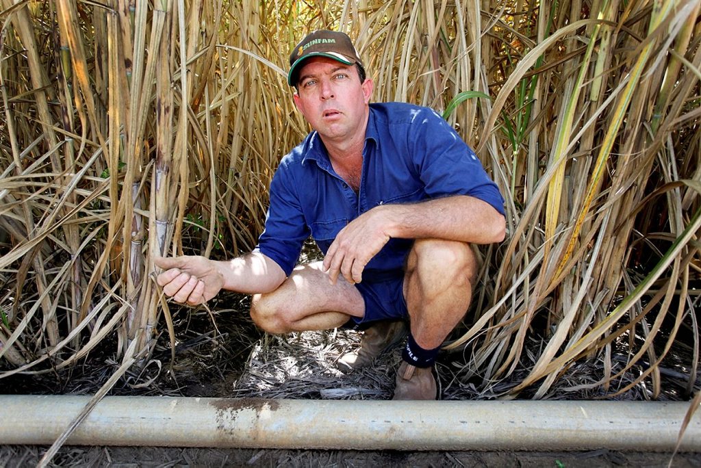 Bundaberg cane farmer Dean Cayley with his dry crop. Bundaberg cane farmer Dean Cayley with his dry crop.