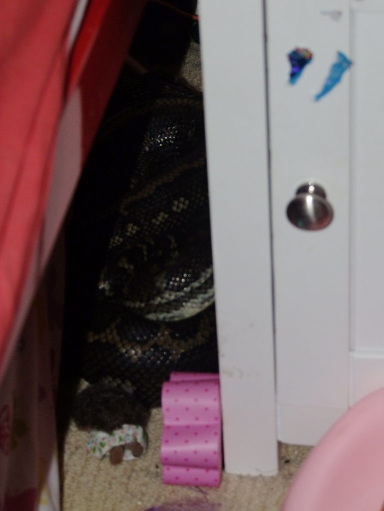 A 3 metre python estimated to be around 60 years old was discovered making itself at home in the bedroom of four-year-old girl at Modanville on Sunday. Photo Supplied A 3 metre python estimated to be around 60 years old was discovered making itself at home in the bedroom of four-year-old girl at Modanville on Sunday. Photo Supplied