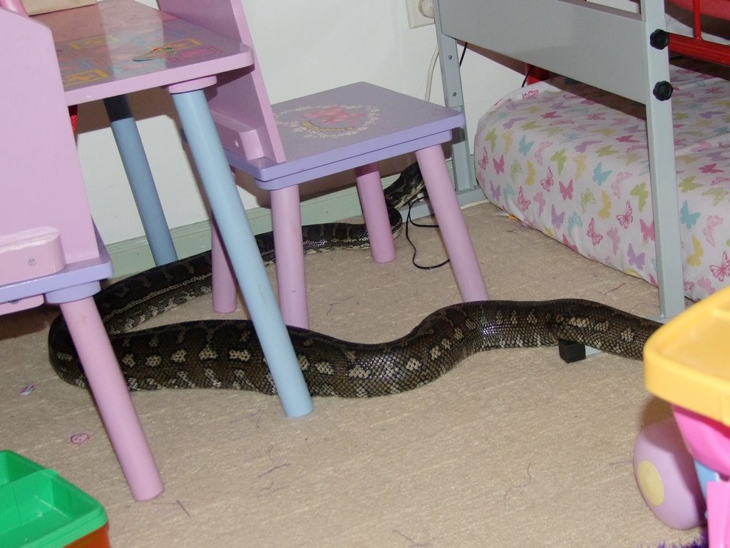A 3 metre python estimated to be around 60 years old was discovered making itself at home in the bedroom of four-year-old girl at Modanville on Sunday. Photo Supplied A 3 metre python estimated to be around 60 years old was discovered making itself at home in the bedroom of four-year-old girl at Modanville on Sunday. Photo Supplied