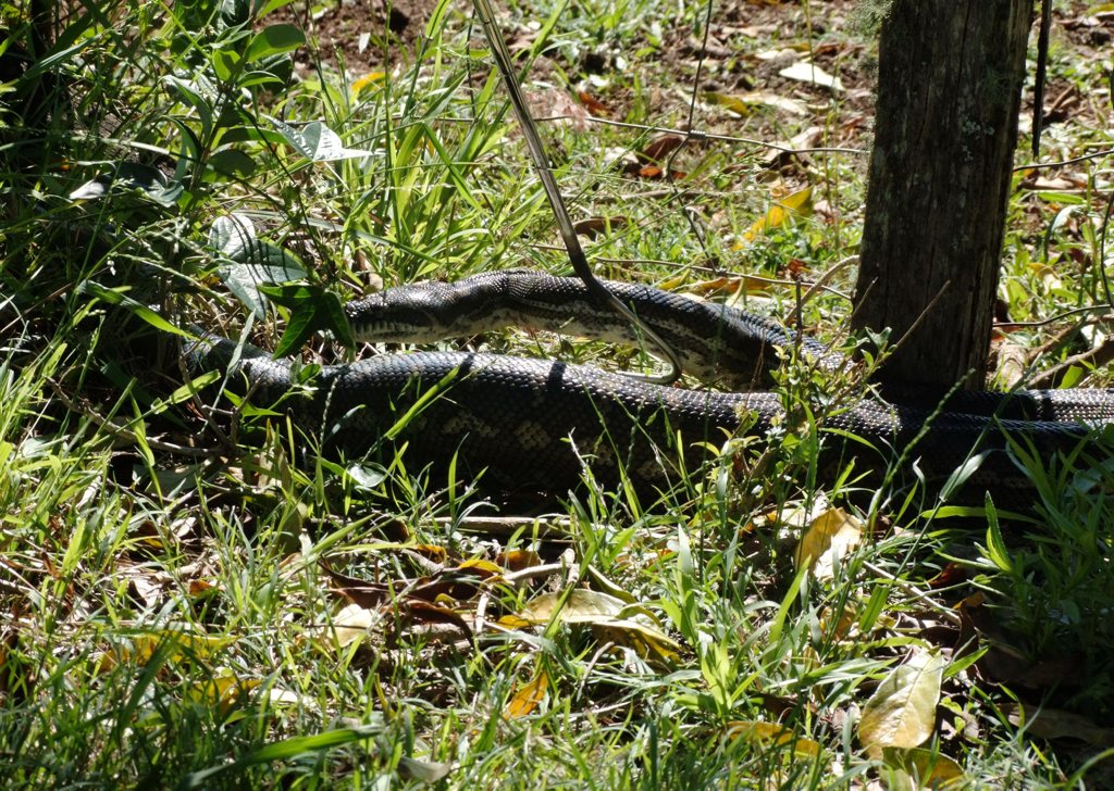 A 3 metre python estimated to be around 60 years old was discovered making itself at home in the bedroom of four-year-old girl at Modanville on Sunday. Photo Supplied A 3 metre python estimated to be around 60 years old was discovered making itself at home in the bedroom of four-year-old girl at Modanville on Sunday. Photo Supplied