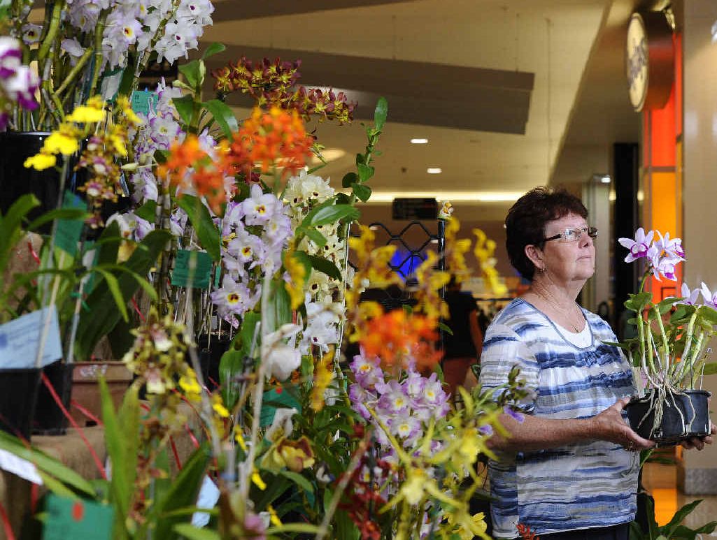 IN BLOOM: Diane Moran, of Junction Hill, with her orchid that won grand champion at The Grafton District Orchid Society’s spring competition. PHOTO: JOJO NEWBY IN BLOOM: Diane Moran, of Junction Hill, with her orchid that won grand champion at The Grafton District Orchid Society’s spring competition. PHOTO: JOJO NEWBY