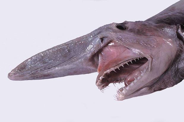 A goblin shark. Photo: Diane Bray /Museum Victoria / Wikimedia Creative Commons A goblin shark. Photo: Diane Bray /Museum Victoria / Wikimedia Creative Commons
