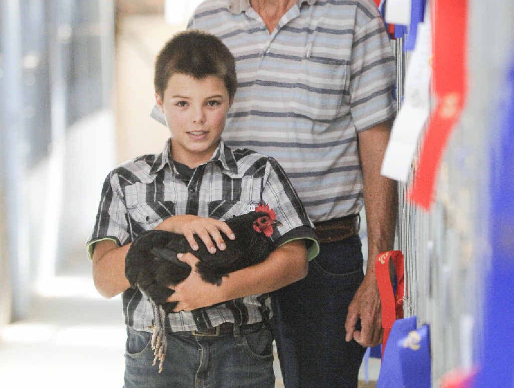 FAMILY PASSION: Eli Clarke, 9, shows off his winning Australorp in the poultry pavilion at the Maclean Show. FAMILY PASSION: Eli Clarke, 9, shows off his winning Australorp in the poultry pavilion at the Maclean Show.