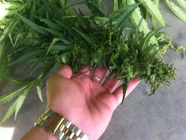Detectives have seized 91 marijuana plants at a Moore Park Beach property. Detectives have seized 91 marijuana plants at a Moore Park Beach property.