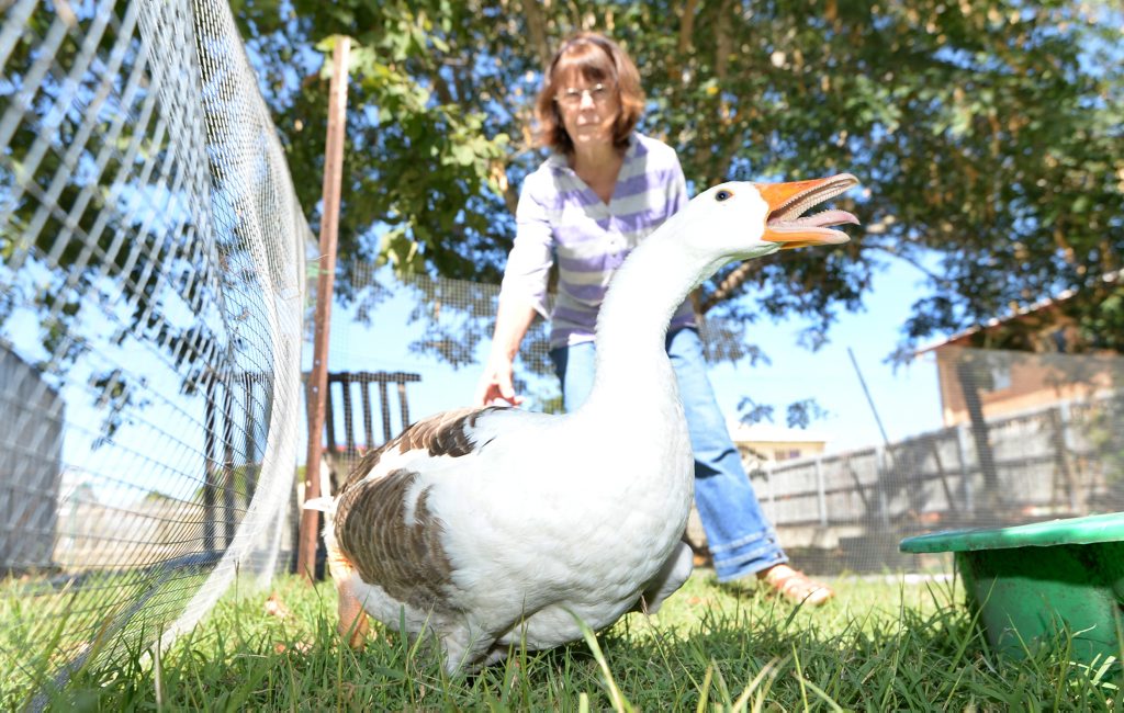 Marcene Cruz's 30 year old gander was recently attacked by dogs and killed leaving its mate Marcene Cruz's 30 year old gander was recently attacked by dogs and killed leaving its mate