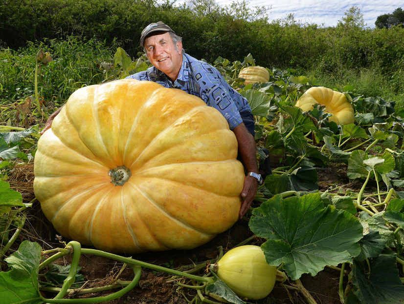 MIGHTY MELON: Geoff Frohloff with his huge pumpkin. MIGHTY MELON: Geoff Frohloff with his huge pumpkin.