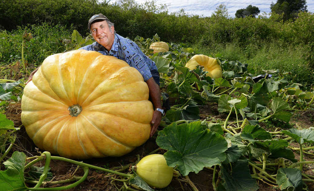 MIGHTY MELON: Geoff Frohloff with his huge pumpkin. MIGHTY MELON: Geoff Frohloff with his huge pumpkin.