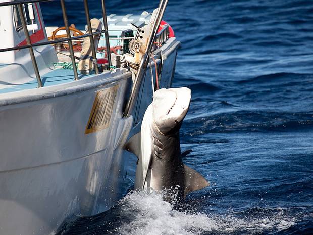 A tiger shark caught off Moses Rock in Western Australia Photo: Sea Shepherd Australia Ltd/Animal Amnesty A tiger shark caught off Moses Rock in Western Australia Photo: Sea Shepherd Australia Ltd/Animal Amnesty