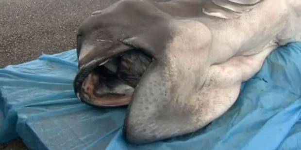 An extremely rare megamouth shark has been caught off Japan. An extremely rare megamouth shark has been caught off Japan.