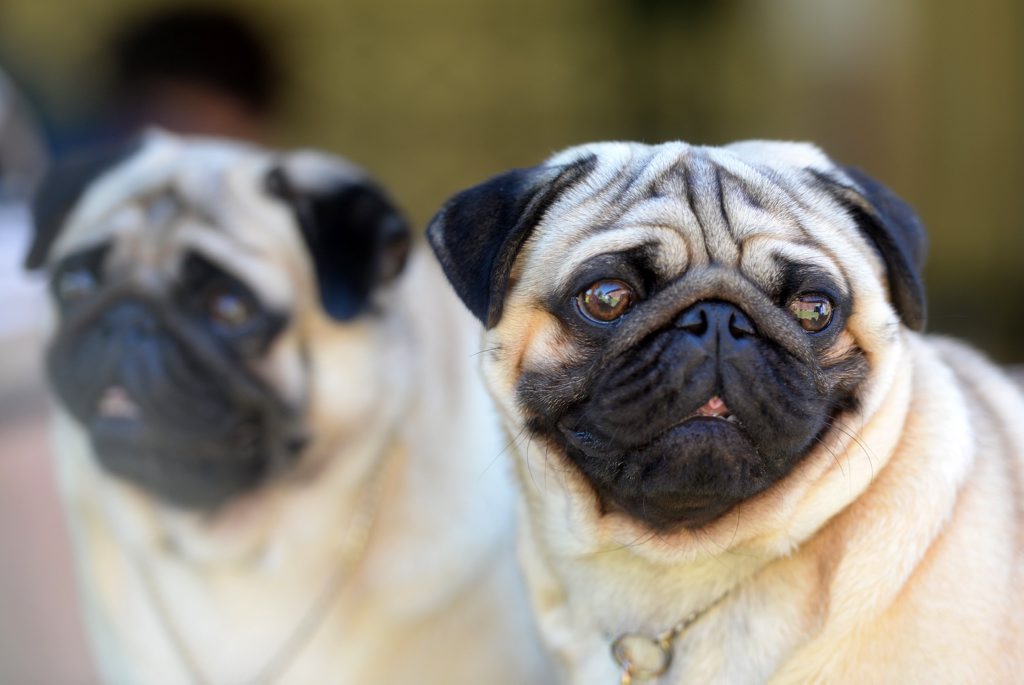 THAT'S RUFF: The council has given Yandina Markets' management two weeks to become THAT'S RUFF: The council has given Yandina Markets' management two weeks to become