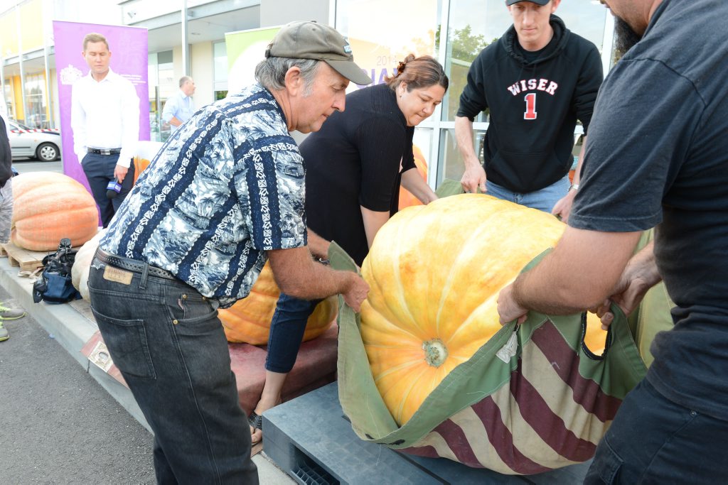 Image for sale: Geoff Frohloff moving his winning pumpkin at Riverlink for the Royal QLD Show Giant Pumpkin competition on Saturday. Photo: Sarah Harvey / The Queensland Times