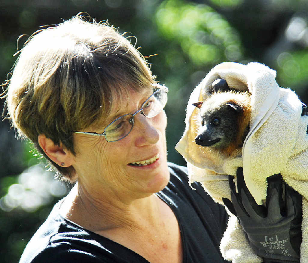 SPECIAL CARE: Connie Kerr is a wildlife carer for Bat Conservation and Rescue Queensland Inc. and will hold an information course on how to care for bats. SPECIAL CARE: Connie Kerr is a wildlife carer for Bat Conservation and Rescue Queensland Inc. and will hold an information course on how to care for bats.