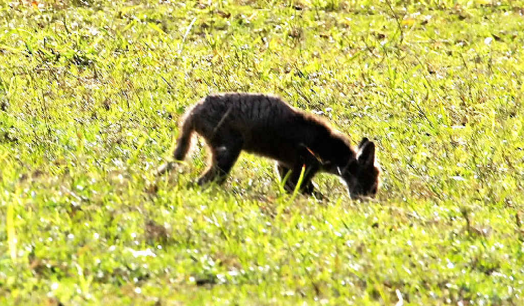 Pic of what was thought to be the Buderim Beast. Pic of what was thought to be the Buderim Beast.