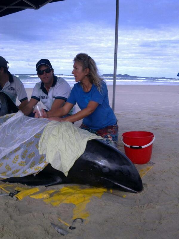 A melon headed whale beached itself at Brunswick Heads. A melon headed whale beached itself at Brunswick Heads.
