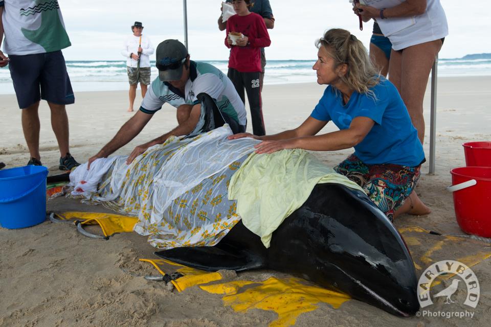A melon headed whale beached itself at Brunswick Heads. A melon headed whale beached itself at Brunswick Heads.