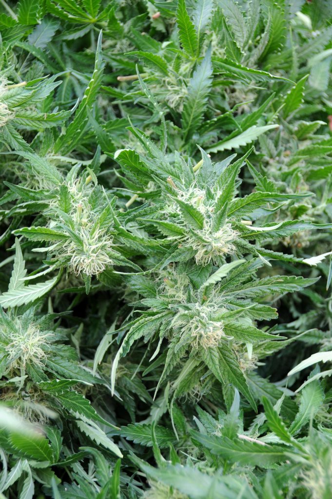 Two Gympie school boys have been busted smoking weed at school. Two Gympie school boys have been busted smoking weed at school.