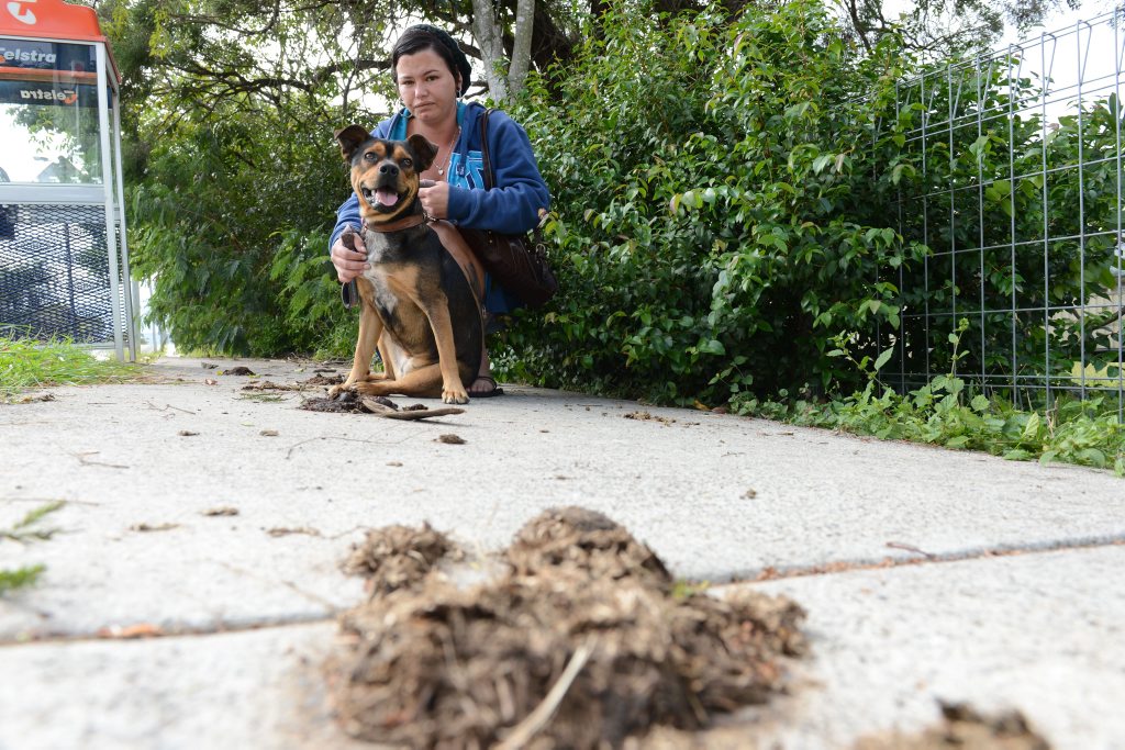 Jodie Bliss with her dog Jala walking past horse poo on a footpath at Stafford Street, Silkstone. Jodie is not happy that horse owners aren't cleaning up the mess from their horse when they are allowed to ride them in public. Jodie Bliss with her dog Jala walking past horse poo on a footpath at Stafford Street, Silkstone. Jodie is not happy that horse owners aren't cleaning up the mess from their horse when they are allowed to ride them in public.