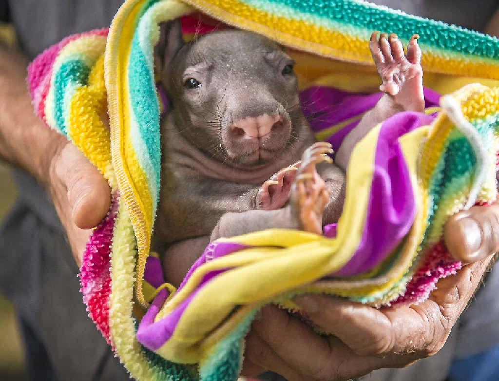 WADDLE SHE DO? Seven-month-old Ruby the baby wombat will be at Ecofest on June 1. WADDLE SHE DO? Seven-month-old Ruby the baby wombat will be at Ecofest on June 1.