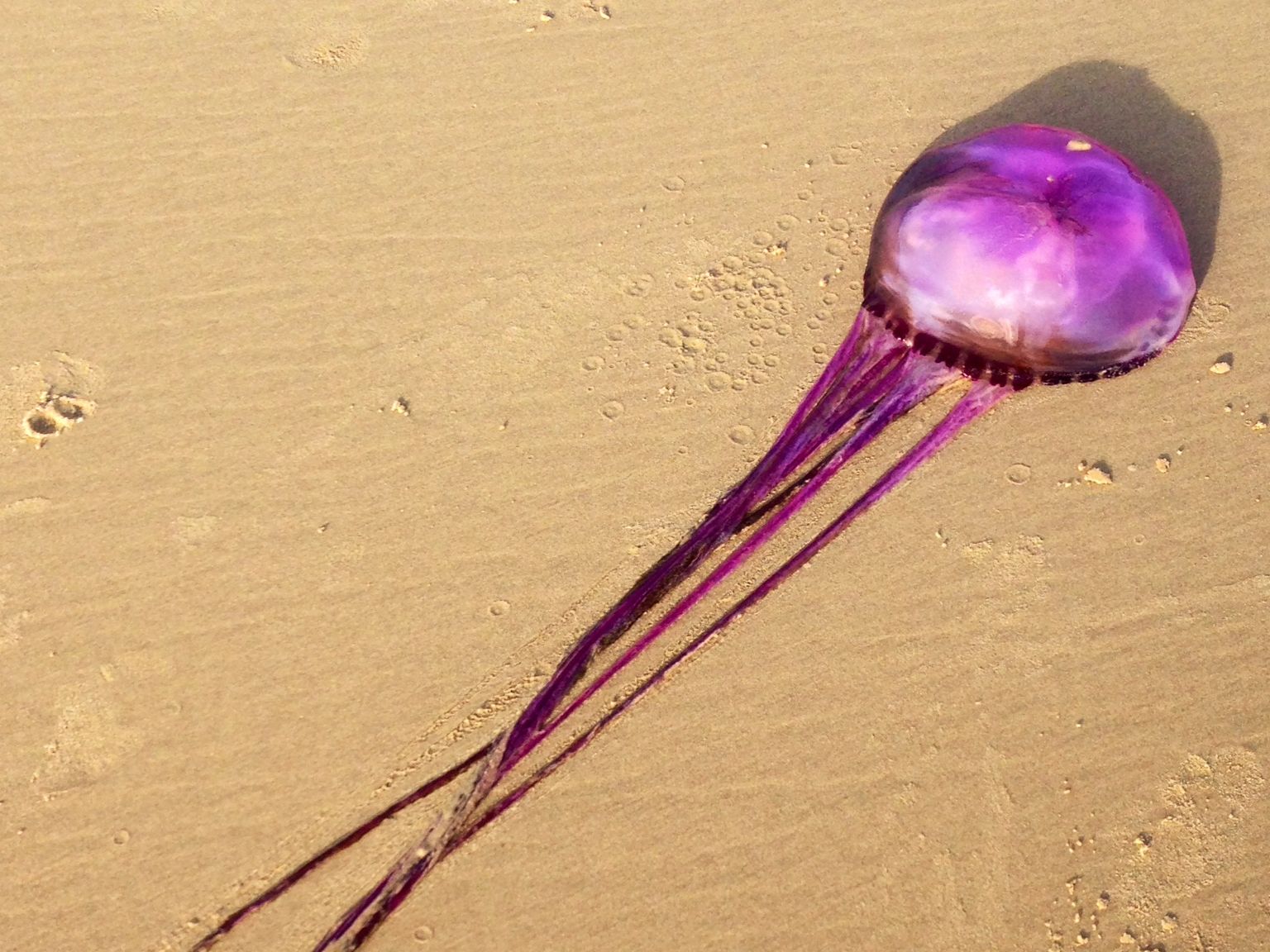 The royal-hued ball of blubber was found just above the high tide mark this morning. The royal-hued ball of blubber was found just above the high tide mark this morning.