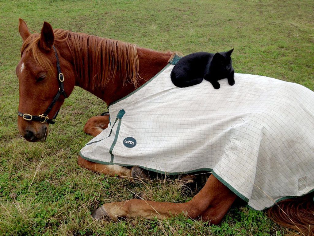 Champy the horse and Morris the cat have become firm friends at their Yorklea home. Photo Contributed Champy the horse and Morris the cat have become firm friends at their Yorklea home. Photo Contributed