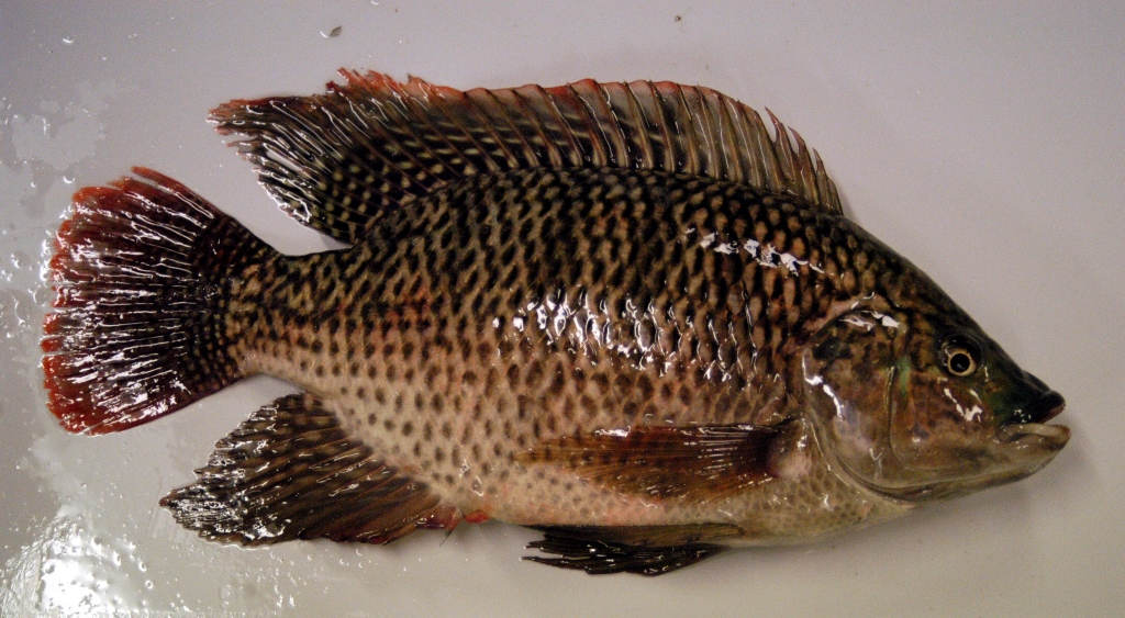 Tilapia Tilapia
