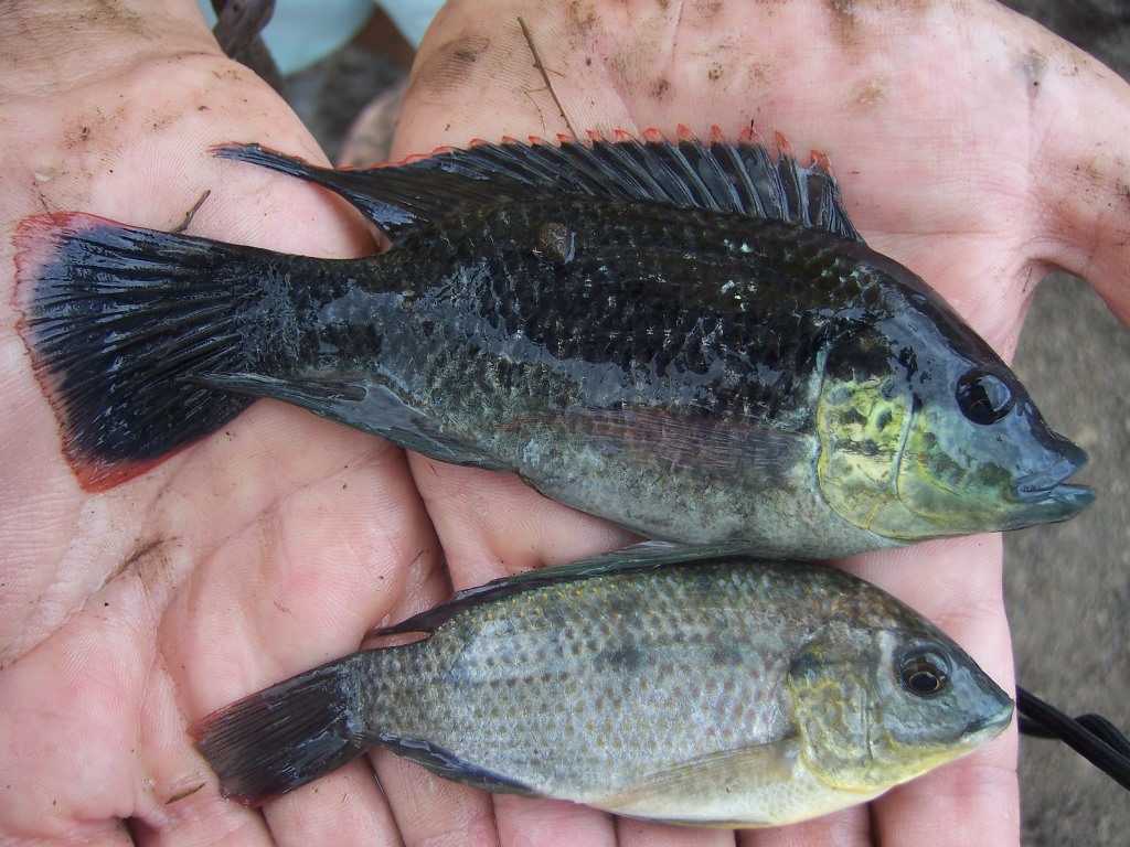 Tilapia male and female. Tilapia male and female.