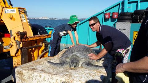 Delly, a green turtle weighing 140kg, is released from the Quoin Island Turtle Rehabilitation Centre. Delly, a green turtle weighing 140kg, is released from the Quoin Island Turtle Rehabilitation Centre.