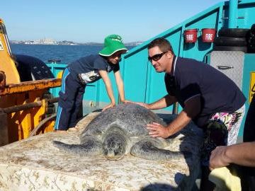 Delly, a green turtle weighing 140kg, is released from the Quoin Island Turtle Rehabilitation Centre.
