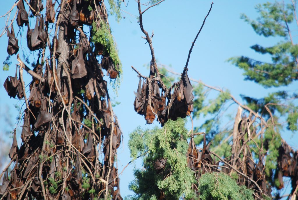 BATS ARE BACK: 320,000 flying foxes have converged on Duaringa for the third time in two years. Photo Meghan Kidd / CQ News BATS ARE BACK: 320,000 flying foxes have converged on Duaringa for the third time in two years. Photo Meghan Kidd / CQ News