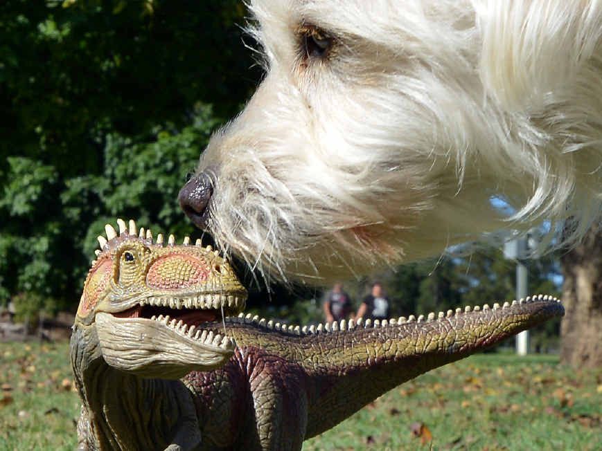 DINO WEEK: All creatures great and small love The Gympie Times, and can collect our great dinosaur posters every day this week.