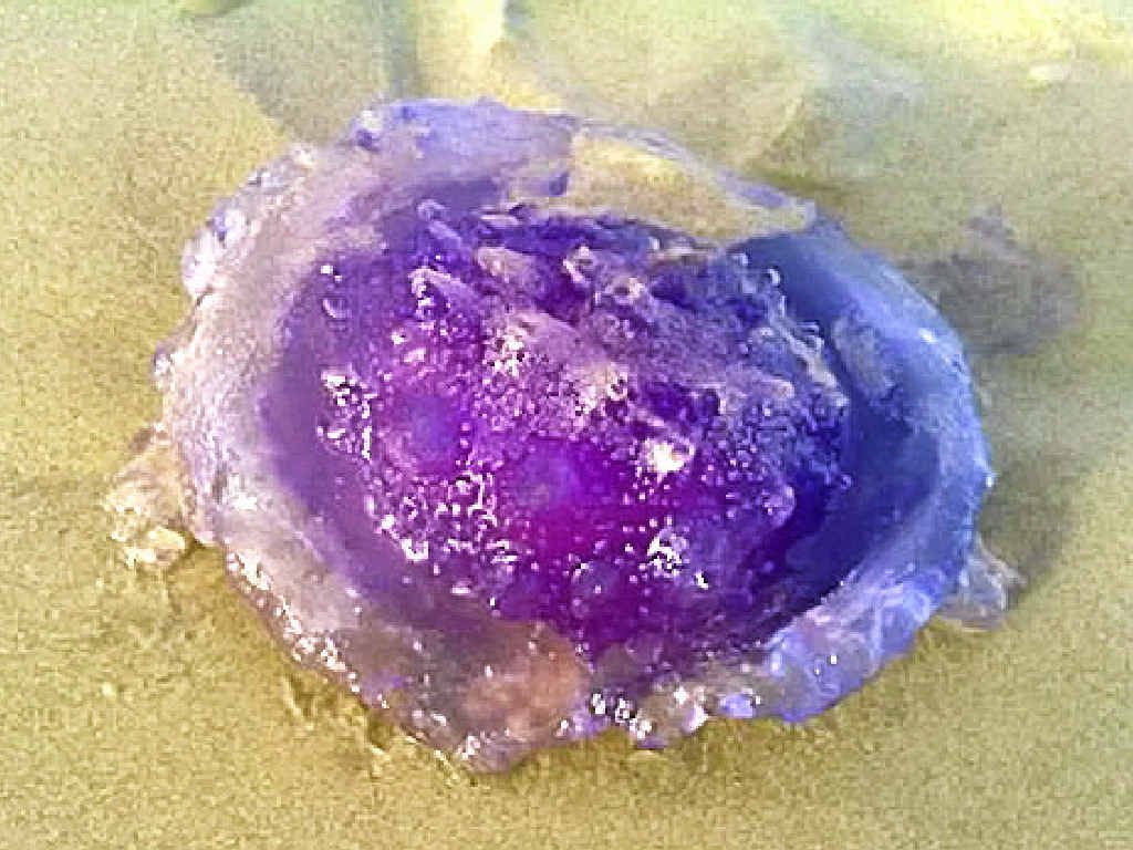 STRANGE FIND: Maralyn Hanigan, from Ballina, sent in this photo of a purple jellyfish she found at the northern end of Shelly Beach a few weeks ago. STRANGE FIND: Maralyn Hanigan, from Ballina, sent in this photo of a purple jellyfish she found at the northern end of Shelly Beach a few weeks ago.