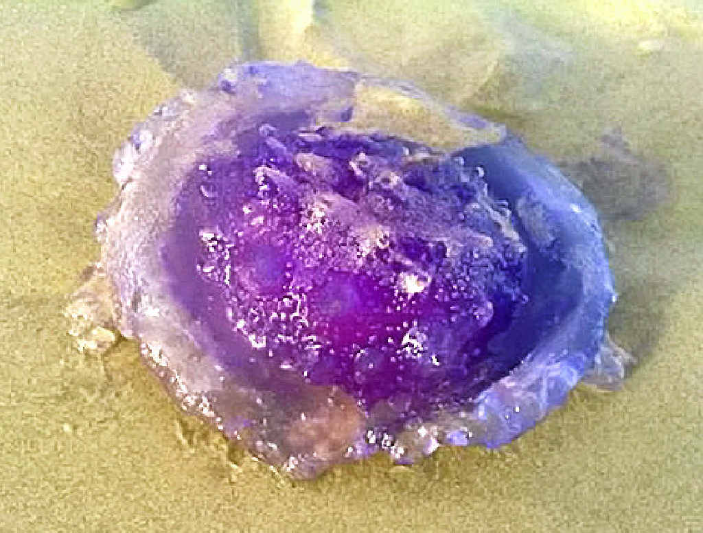 STRANGE FIND: Maralyn Hanigan, from Ballina, sent in this photo of a purple jellyfish she found at the northern end of Shelly Beach a few weeks ago. STRANGE FIND: Maralyn Hanigan, from Ballina, sent in this photo of a purple jellyfish she found at the northern end of Shelly Beach a few weeks ago.
