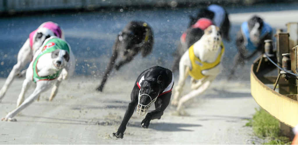 TWILIGHT MEETING: Thursday racing at Grafton Greyhounds starts at the later time of 4.12pm today. TWILIGHT MEETING: Thursday racing at Grafton Greyhounds starts at the later time of 4.12pm today.