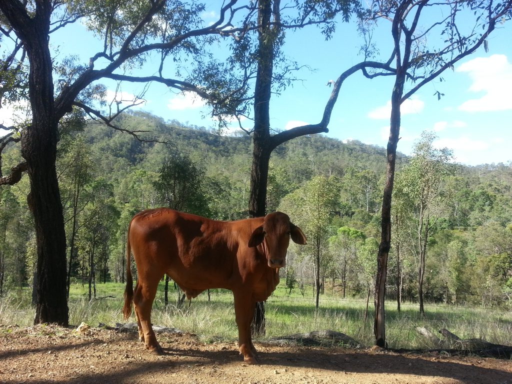 Watch out for animals when travelling off the beaten track. This cow was next to the road in Kroombit Tops, Boyne Valley. Watch out for animals when travelling off the beaten track. This cow was next to the road in Kroombit Tops, Boyne Valley.
