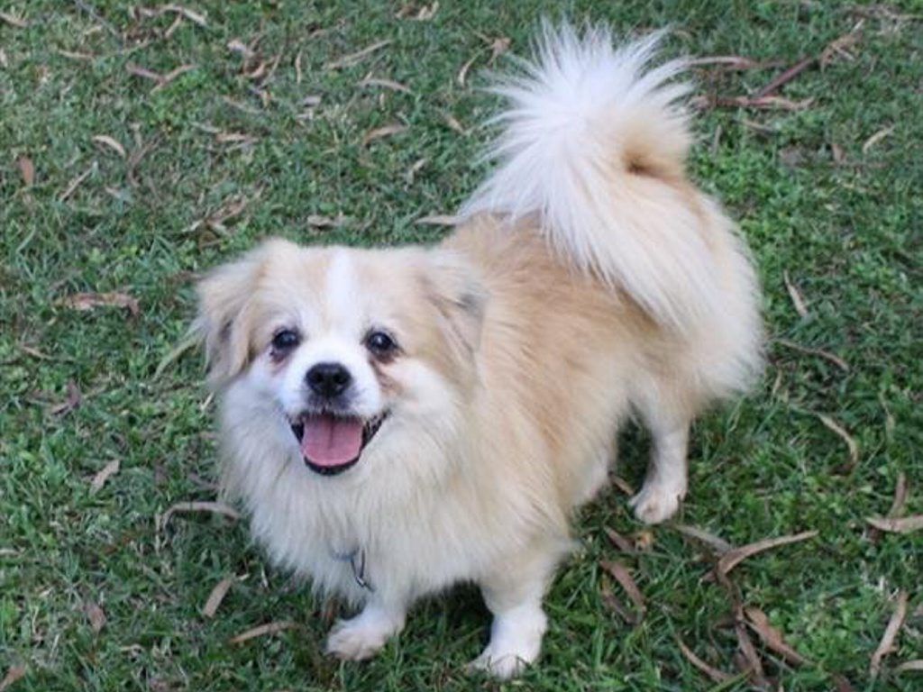Billie is an eight-year-old Tibetan Spaniel. Photo Contributed Billie is an eight-year-old Tibetan Spaniel. Photo Contributed