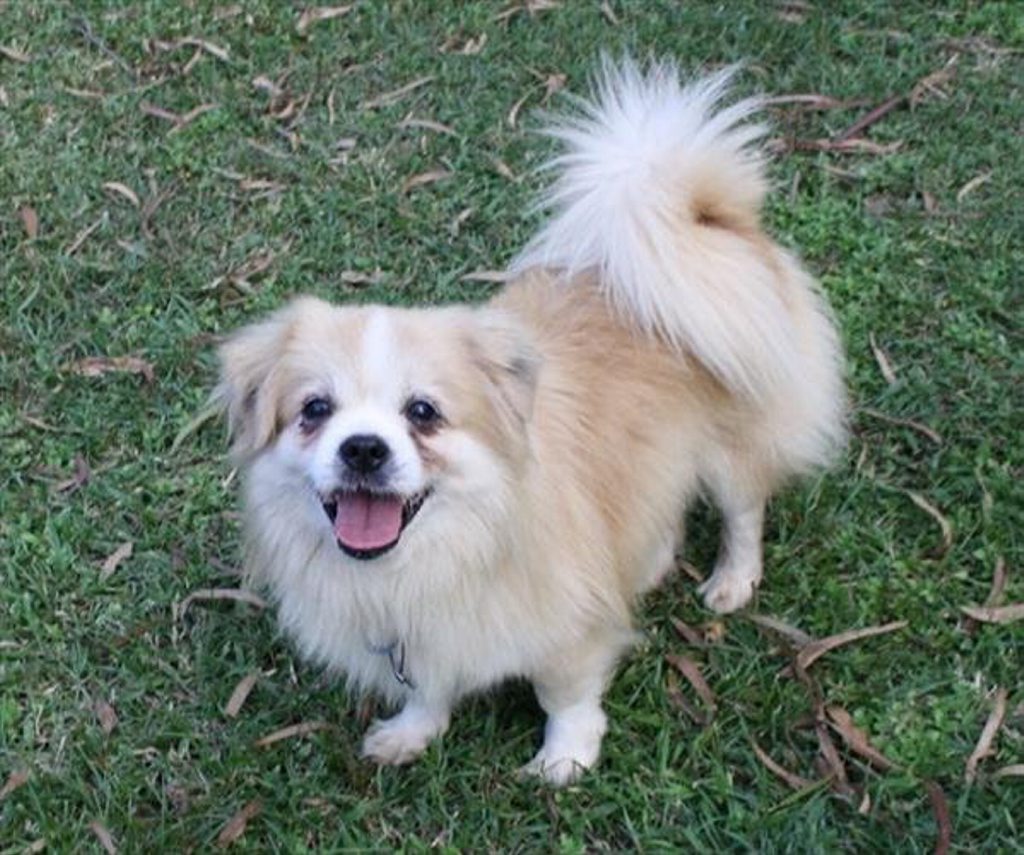 Billie is an eight-year-old Tibetan Spaniel. Photo Contributed Billie is an eight-year-old Tibetan Spaniel. Photo Contributed