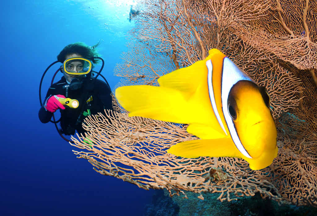 CALL FOR ACTION: The dive industry says it has been impacted by the government amnesty on fishing bans on shoreline reefs. CALL FOR ACTION: The dive industry says it has been impacted by the government amnesty on fishing bans on shoreline reefs.