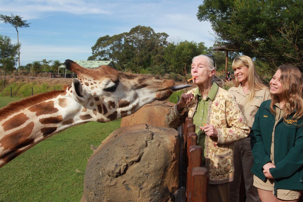 Jane Goodall visits Australia Zoo. Jane gets friendly with one of the giraffe's. Photo: Brett Wortman / Sunshine Coast Daily Jane Goodall visits Australia Zoo. Jane gets friendly with one of the giraffe's. Photo: Brett Wortman / Sunshine Coast Daily