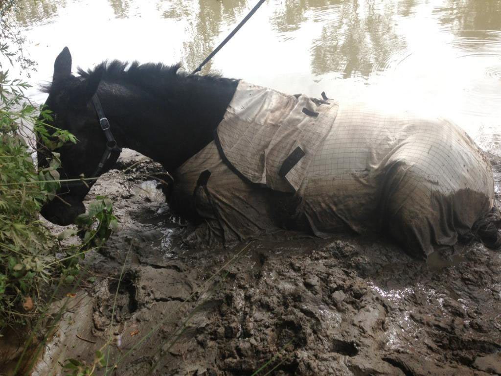 Absolutely Adam is recovering after being rescued from the banks of the Bremer River on Sunday. Absolutely Adam is recovering after being rescued from the banks of the Bremer River on Sunday.