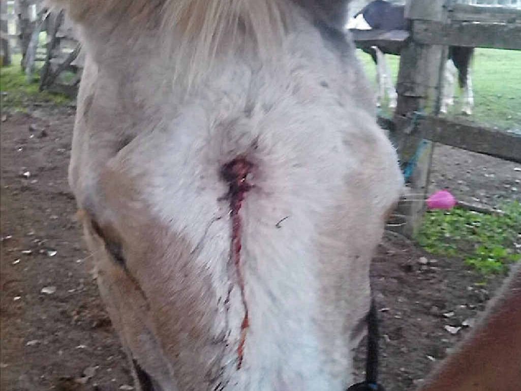 CRUEL ACT: Pumpkin the pony was shot between the eyes with a pellet gun. CRUEL ACT: Pumpkin the pony was shot between the eyes with a pellet gun.
