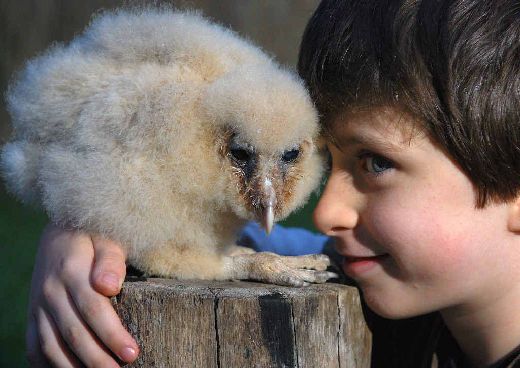 HE’S RAPT: Levi Jordan with the latest addition to his family’s collection of birds, an unnamed 12-week-old baby owl. HE’S RAPT: Levi Jordan with the latest addition to his family’s collection of birds, an unnamed 12-week-old baby owl.
