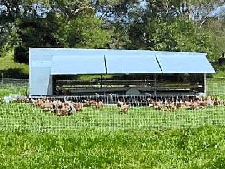 Free-range chook plans latest for Noosa hinterland | Noosa ...