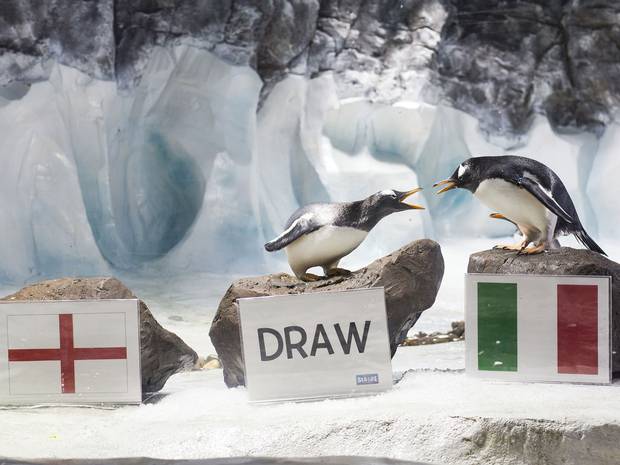 Pablo the penguin searches for a World Cup winner. Pablo the penguin searches for a World Cup winner.