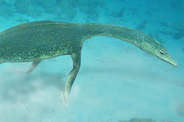 Seabed scene, Luoping, 245 million years ago. The nothosaur, Lariosaurus, prowls along the sea floor. The reconstruction scene is based on the tracks, and the researchers' identification of the most likely trackmaker, as well as an interpretation of a likely function.
© Brian Choo, 2014 Seabed scene, Luoping, 245 million years ago. The nothosaur, Lariosaurus, prowls along the sea floor. The reconstruction scene is based on the tracks, and the researchers' identification of the most likely trackmaker, as well as an interpretation of a likely function.
© Brian Choo, 2014