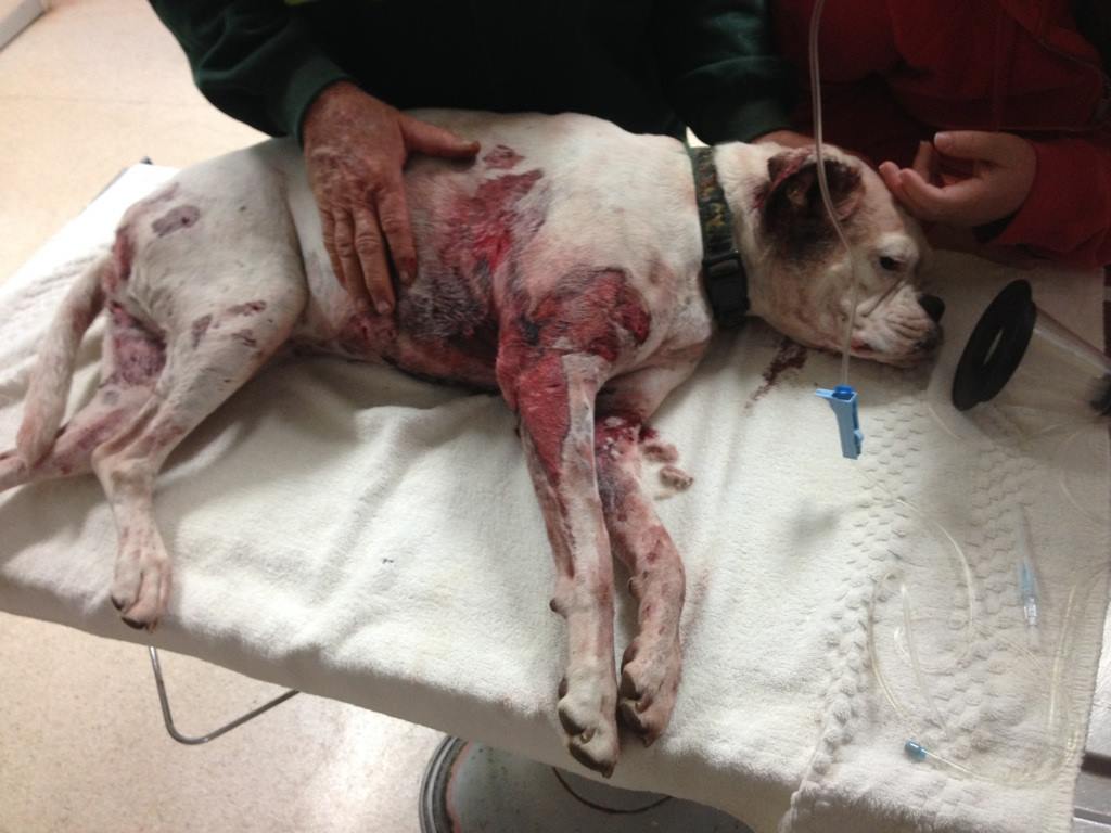 Two dogs - Chloe the boxer pictured- attacked at Glenlee on Origin II night Two dogs - Chloe the boxer pictured- attacked at Glenlee on Origin II night