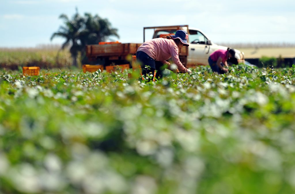 Ayaka Miura cutting vines in the sweet potato fields on Grange Road. Photo: Mike Knott wet3108b Ayaka Miura cutting vines in the sweet potato fields on Grange Road. Photo: Mike Knott wet3108b