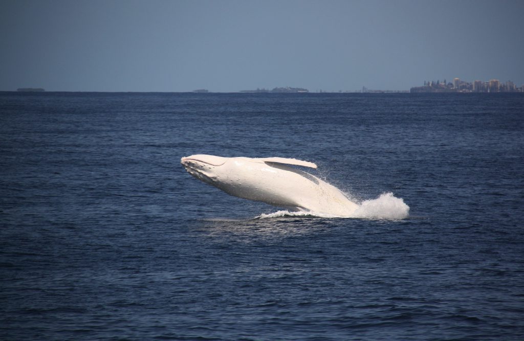 QPWS rangers have been keeping an eye out for Migaloo since he was seen near Fraser Island on Friday. QPWS rangers have been keeping an eye out for Migaloo since he was seen near Fraser Island on Friday.