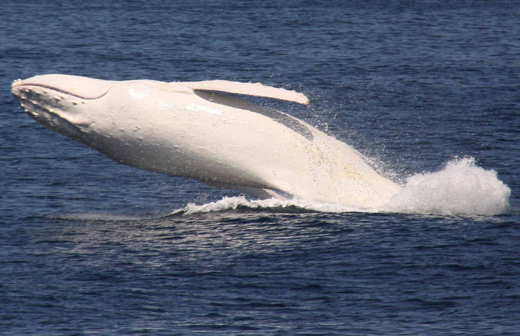 GUESS WHO’S ON THE WAY: The white whale Migaloo is expected off the Sunshine Coast tomorrow or Tuesday. GUESS WHO’S ON THE WAY: The white whale Migaloo is expected off the Sunshine Coast tomorrow or Tuesday.