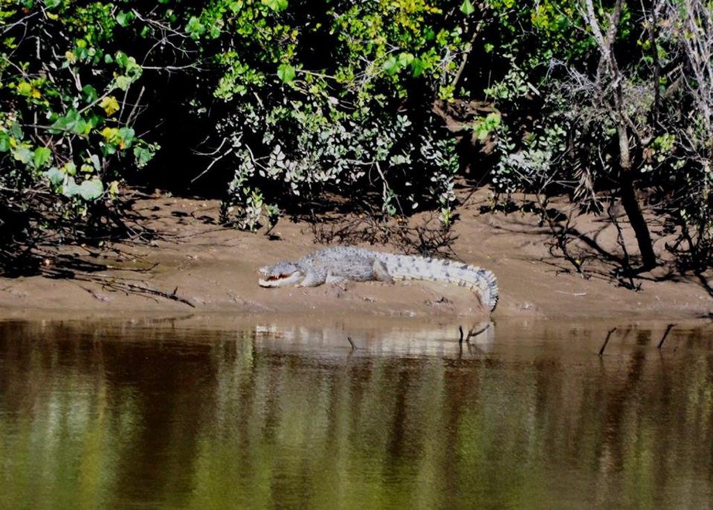 Two crocs have been spotted in the Mary River Two crocs have been spotted in the Mary River