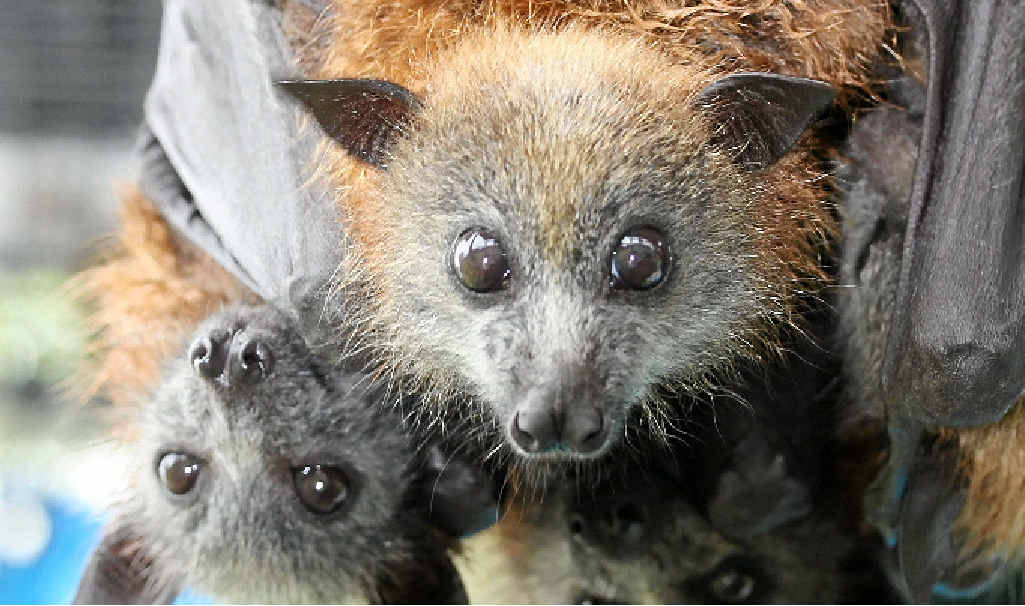 VULNERABLE: Grey-headed flying fox pups. VULNERABLE: Grey-headed flying fox pups.